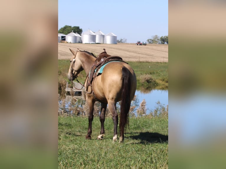 American Quarter Horse Gelding 9 years 15,2 hh Buckskin in Charleston, IL