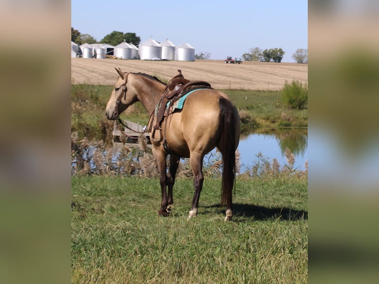 American Quarter Horse Gelding 9 years 15,2 hh Buckskin in Charleston, IL
