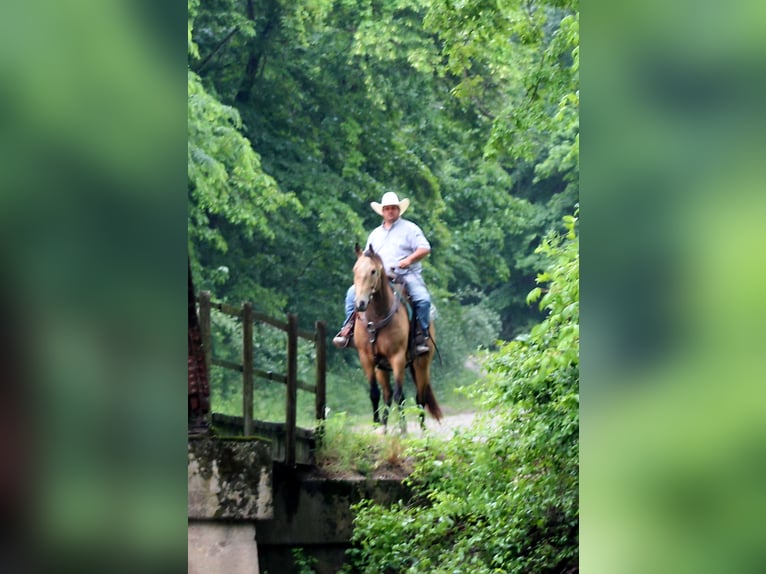 American Quarter Horse Gelding 9 years 15,2 hh Buckskin in Charleston, IL