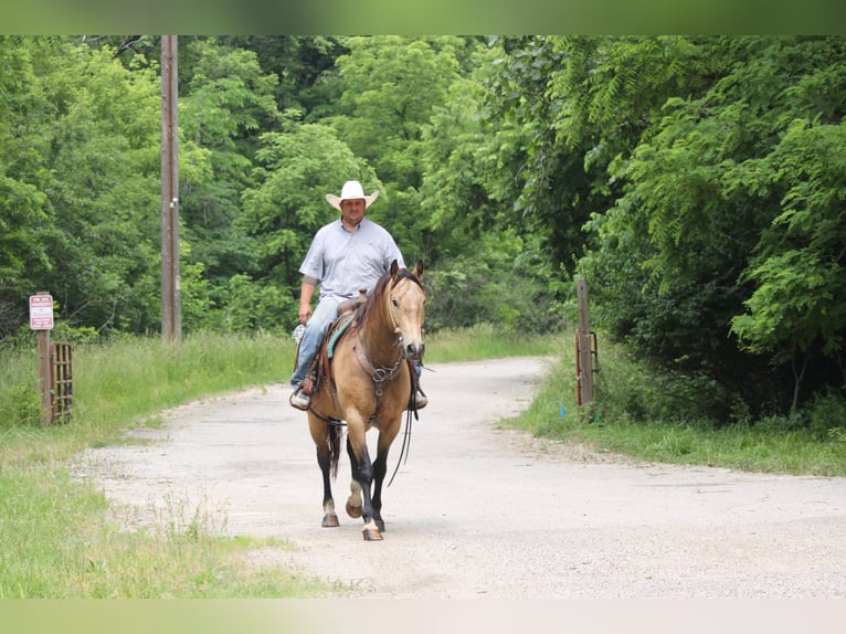 American Quarter Horse Gelding 9 years 15,2 hh Buckskin in Charleston, IL