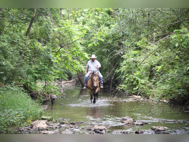 American Quarter Horse Gelding 9 years 15,2 hh Buckskin in Charleston, IL
