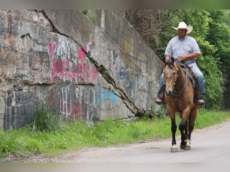 American Quarter Horse Gelding 9 years 15,2 hh Buckskin in Charleston, IL