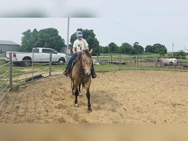 American Quarter Horse Gelding 9 years 15,2 hh Buckskin in Charleston, IL