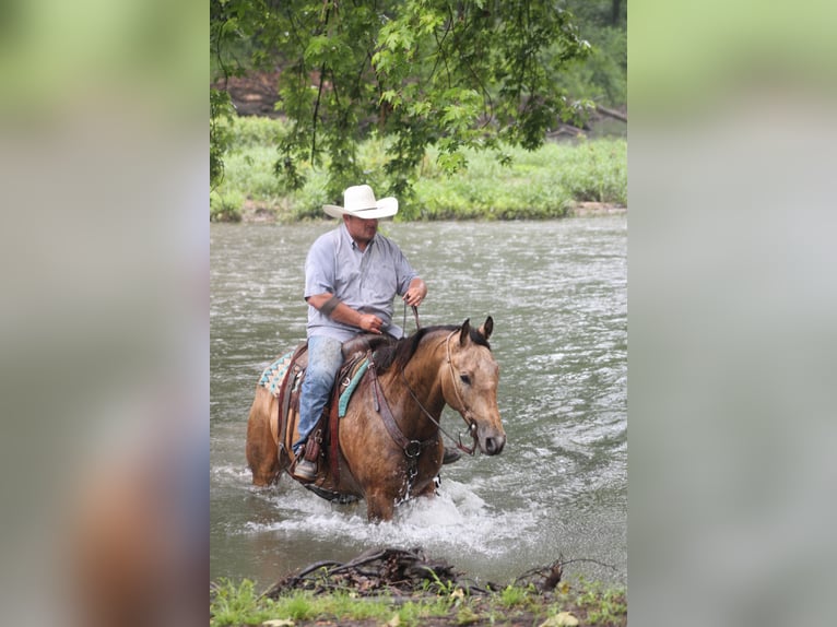 American Quarter Horse Gelding 9 years 15,2 hh Buckskin in Charleston, IL
