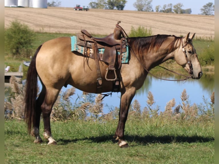 American Quarter Horse Gelding 9 years 15,2 hh Buckskin in Charleston, IL