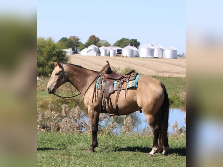 American Quarter Horse Gelding 9 years 15,2 hh Buckskin in Charleston, IL