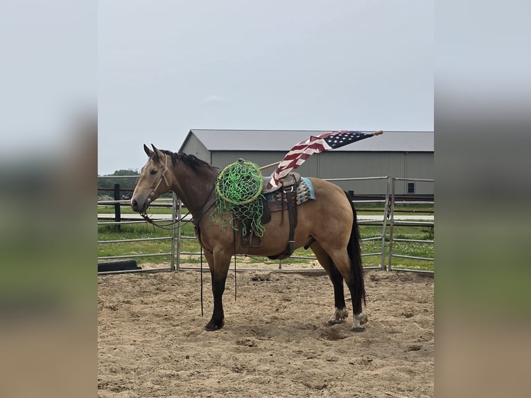 American Quarter Horse Gelding 9 years 15,2 hh Buckskin in Charleston, IL