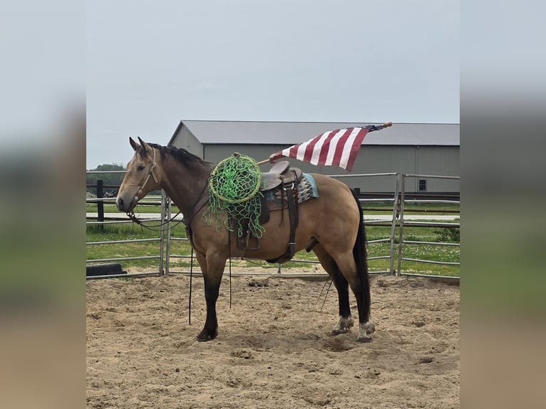 American Quarter Horse Gelding 9 years 15,2 hh Buckskin in Charleston, IL