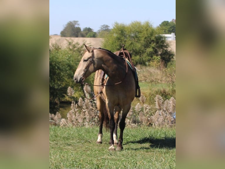 American Quarter Horse Gelding 9 years 15,2 hh Buckskin in Charleston, IL