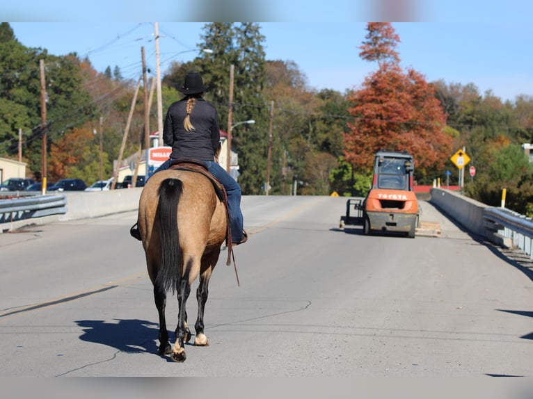 American Quarter Horse Gelding 9 years 15,2 hh Buckskin in Clarion