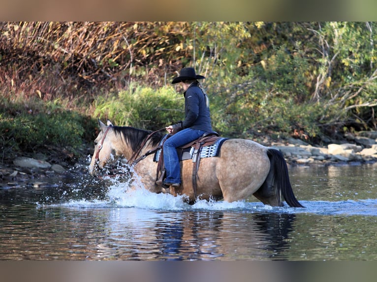 American Quarter Horse Gelding 9 years 15,2 hh Buckskin in Clarion