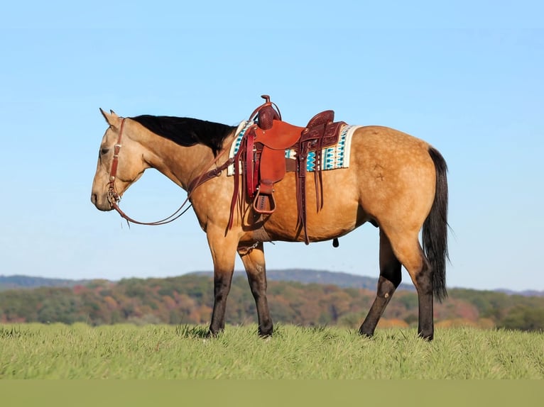 American Quarter Horse Gelding 9 years 15,2 hh Buckskin in Clarion