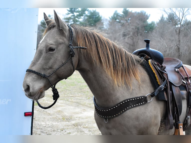 American Quarter Horse Gelding 9 years 15,2 hh Champagne in Middleboro