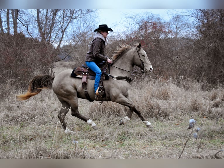 American Quarter Horse Gelding 9 years 15,2 hh Champagne in Middleboro