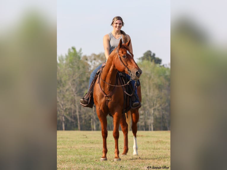 American Quarter Horse Gelding 9 years 15,2 hh Chestnut in Boston GA