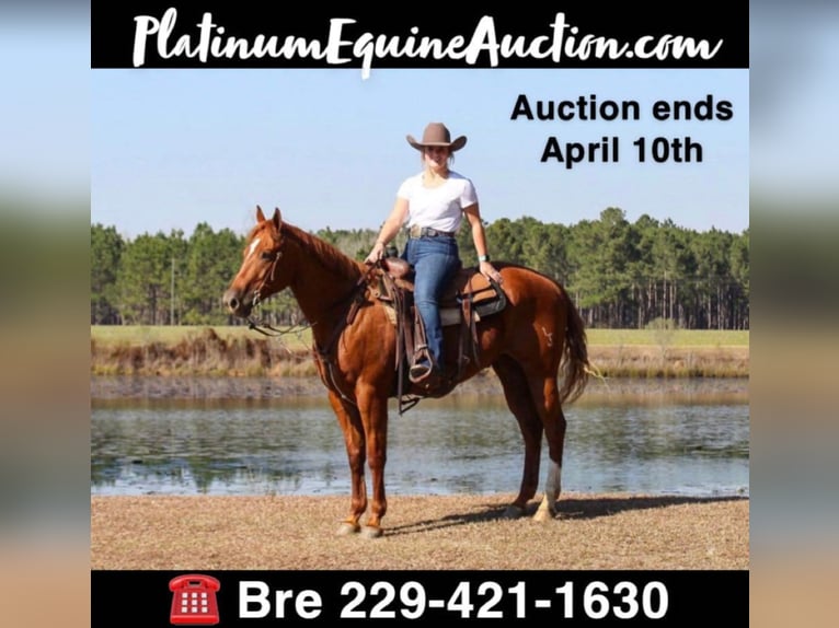 American Quarter Horse Gelding 9 years 15,2 hh Chestnut in Boston GA