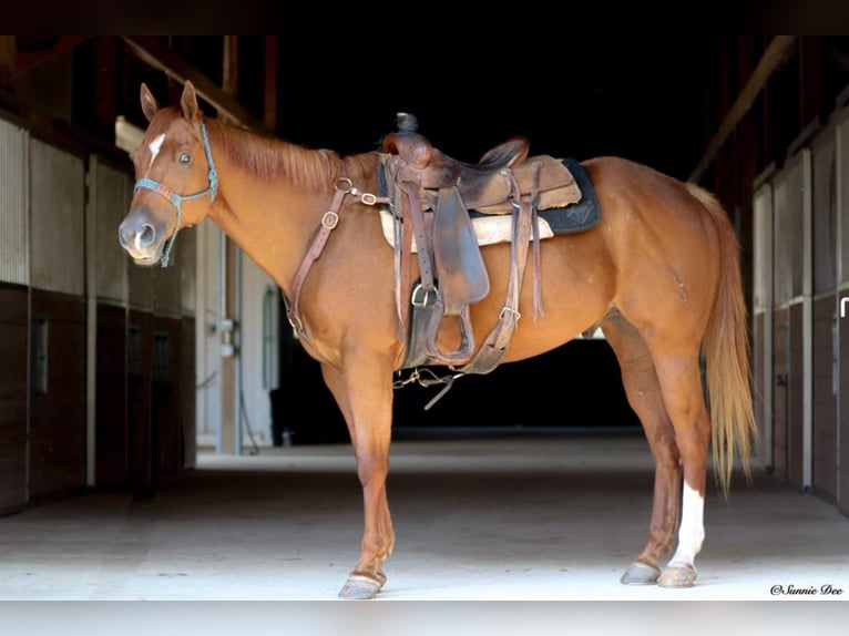 American Quarter Horse Gelding 9 years 15,2 hh Chestnut in Boston GA