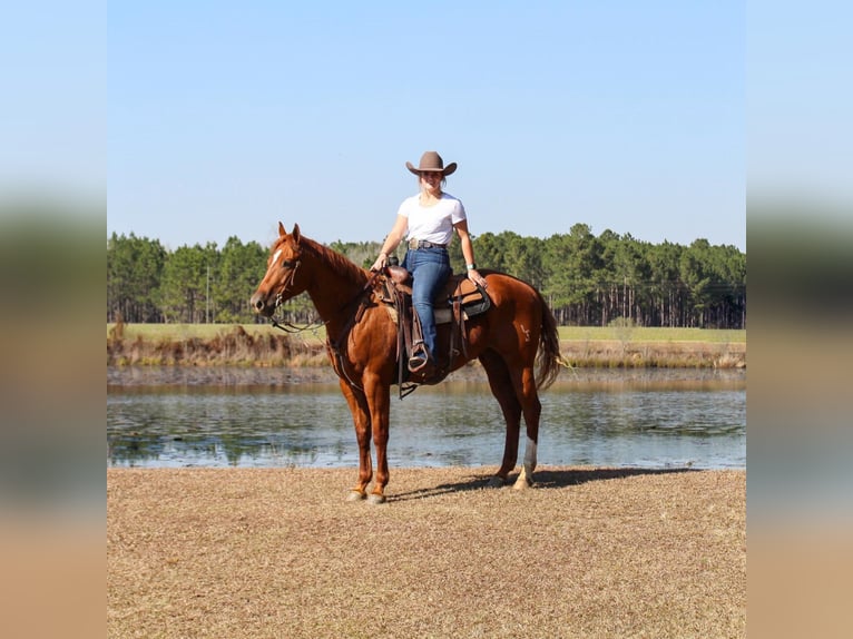 American Quarter Horse Gelding 9 years 15,2 hh Chestnut in Boston GA