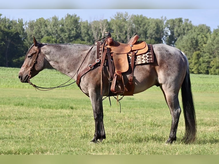 American Quarter Horse Gelding 9 years 15,2 hh Roan-Bay in Baldwyn, MS