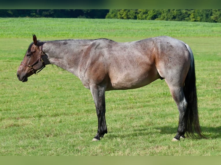 American Quarter Horse Gelding 9 years 15,2 hh Roan-Bay in Baldwyn, MS
