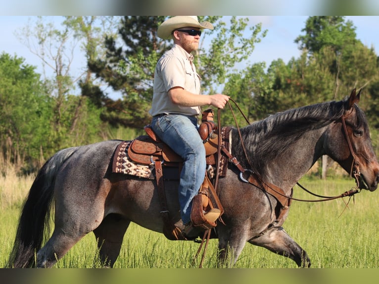 American Quarter Horse Gelding 9 years 15,2 hh Roan-Bay in Baldwyn, MS
