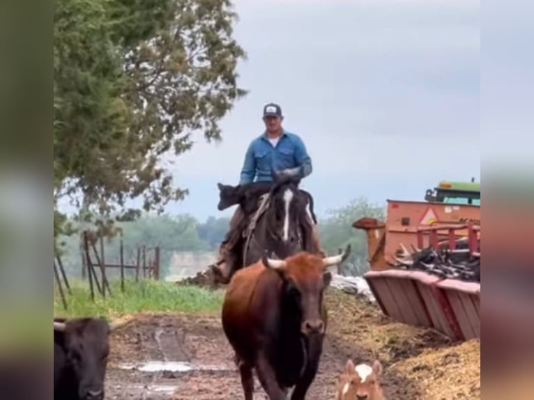 American Quarter Horse Gelding 9 years 15,2 hh Roan-Blue in Sioux Falls