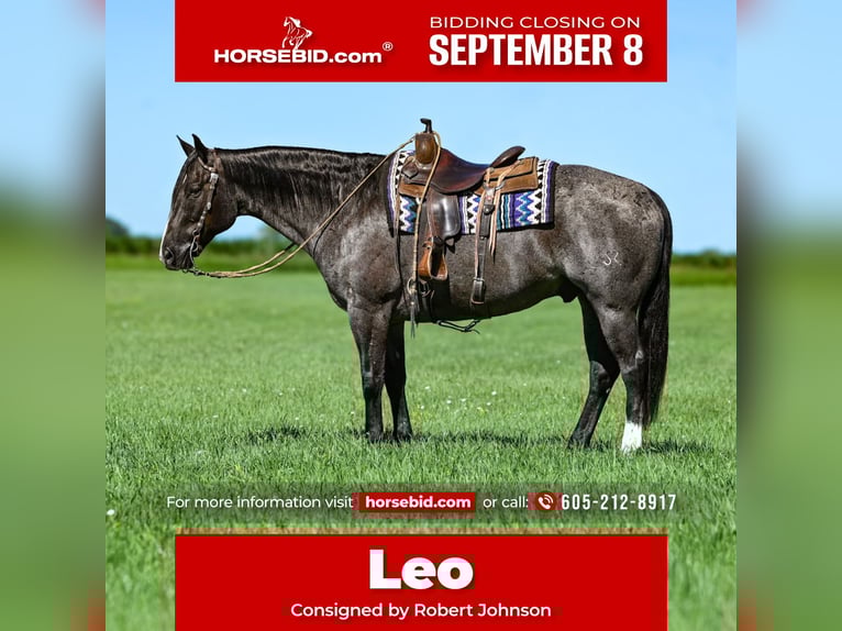 American Quarter Horse Gelding 9 years 15,2 hh Roan-Blue in Sioux Falls