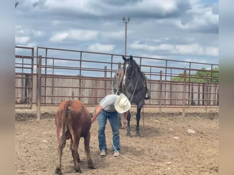 American Quarter Horse Gelding 9 years 15,2 hh Roan-Blue in Sioux Falls