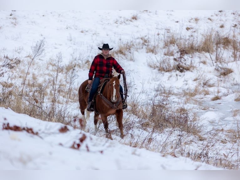 American Quarter Horse Gelding 9 years 15,2 hh Sorrel in La Grange
