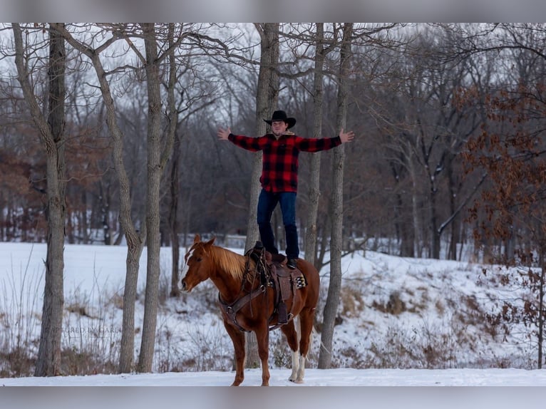 American Quarter Horse Gelding 9 years 15,2 hh Sorrel in La Grange