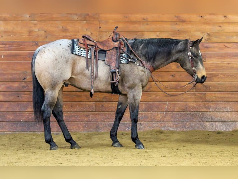 American Quarter Horse Gelding 9 years 15,3 hh Buckskin in Clarion