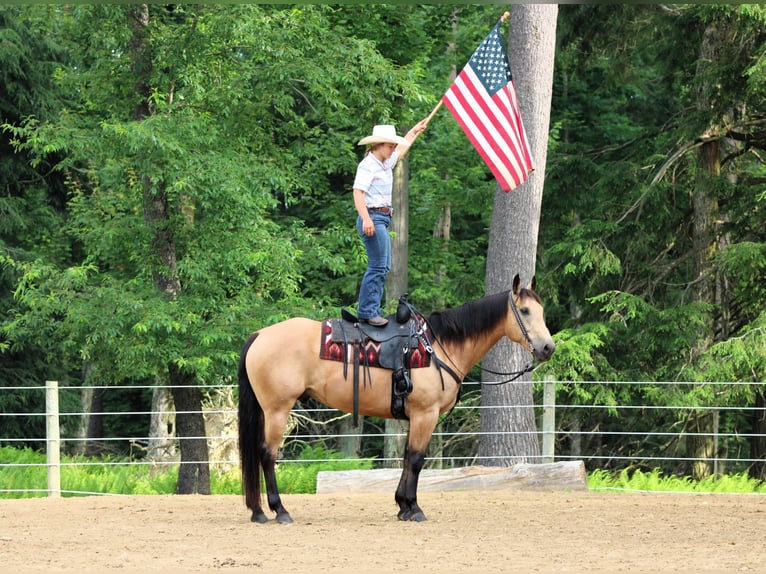 American Quarter Horse Gelding 9 years 15,3 hh Buckskin in Clarion, PA