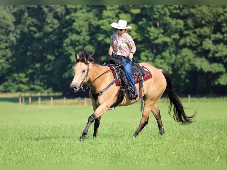 American Quarter Horse Gelding 9 years 15,3 hh Buckskin in Clarion, PA