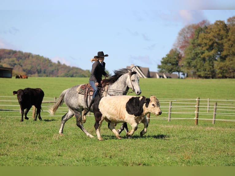 American Quarter Horse Gelding 9 years 15,3 hh Grey in Clarion