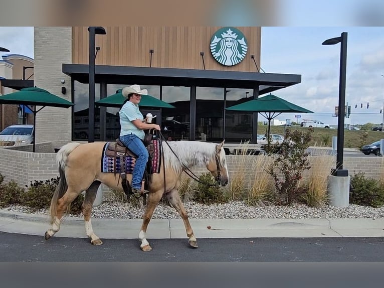 American Quarter Horse Gelding 9 years 15,3 hh Palomino in Robards