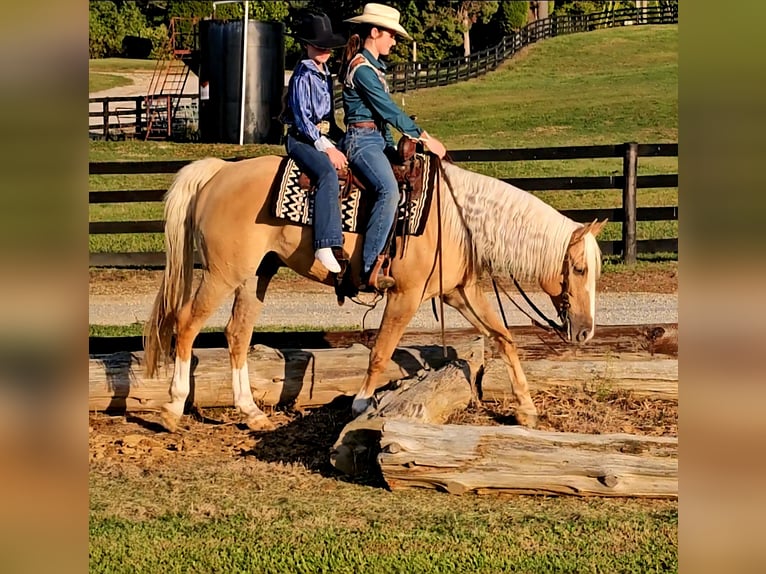 American Quarter Horse Gelding 9 years 15,3 hh Palomino in Robards