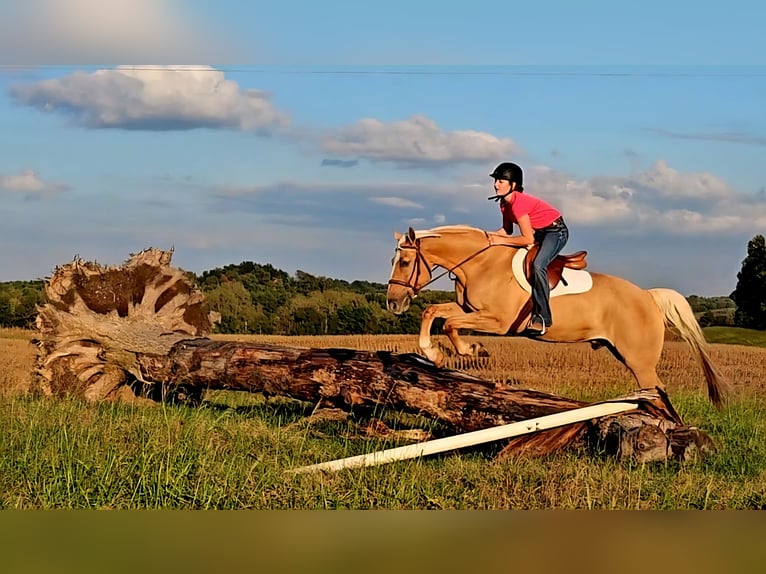 American Quarter Horse Gelding 9 years 15,3 hh Palomino in Robards