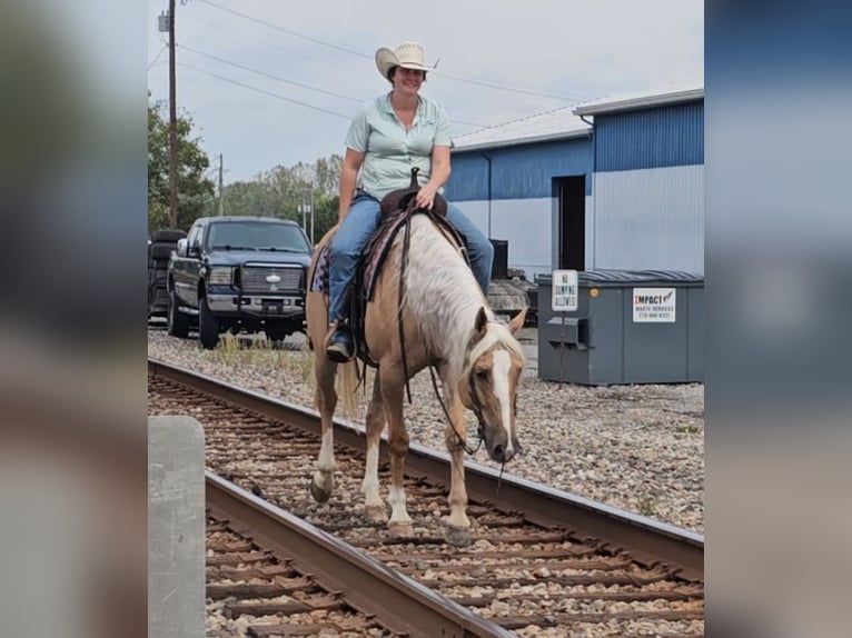 American Quarter Horse Gelding 9 years 15,3 hh Palomino in Robards