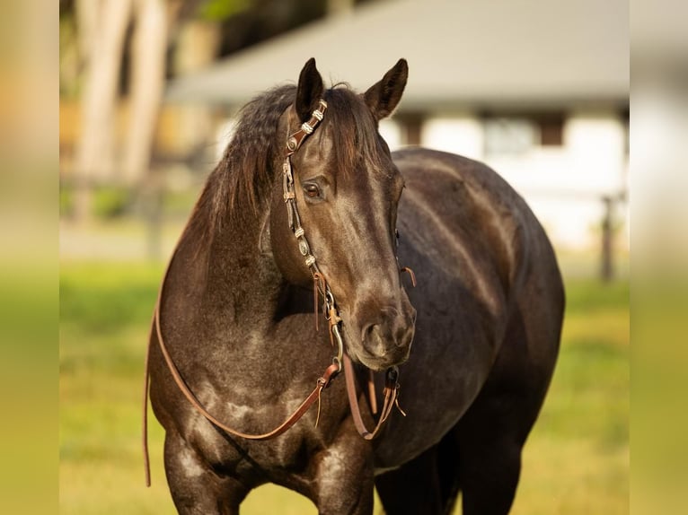 American Quarter Horse Gelding 9 years 15,3 hh in Ocala, FL