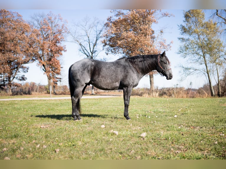 American Quarter Horse Gelding 9 years 15,3 hh Roan-Blue in North Judson