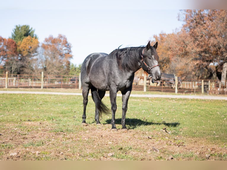 American Quarter Horse Gelding 9 years 15,3 hh Roan-Blue in North Judson