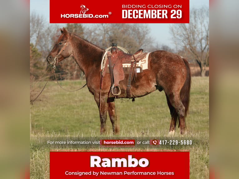 American Quarter Horse Gelding 9 years 15,3 hh Roan-Red in Verona