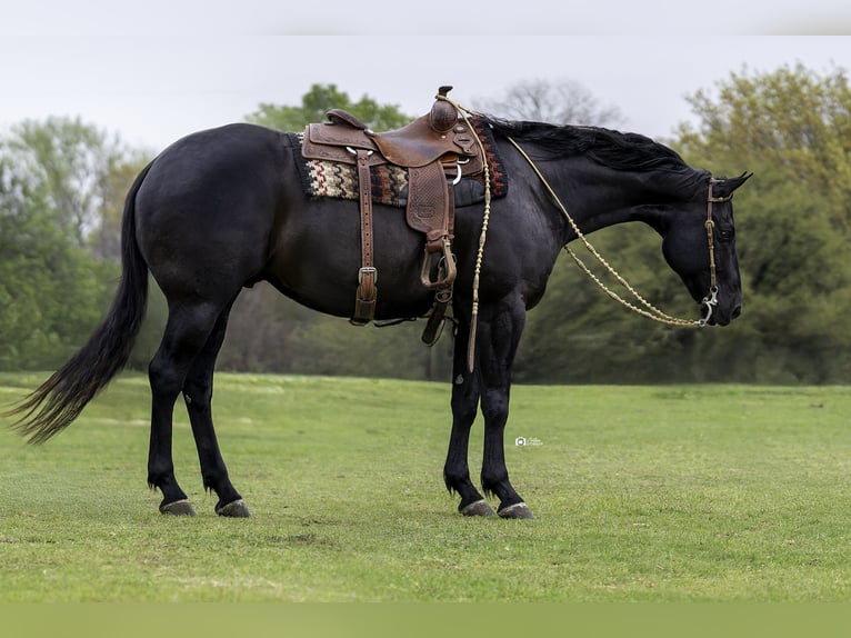 American Quarter Horse Gelding 9 years 16,1 hh Black in Gainesville, TX