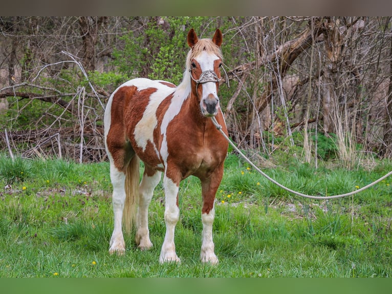 American Quarter Horse Gelding 9 years 16,1 hh Chestnut in Flemingsburg, ky