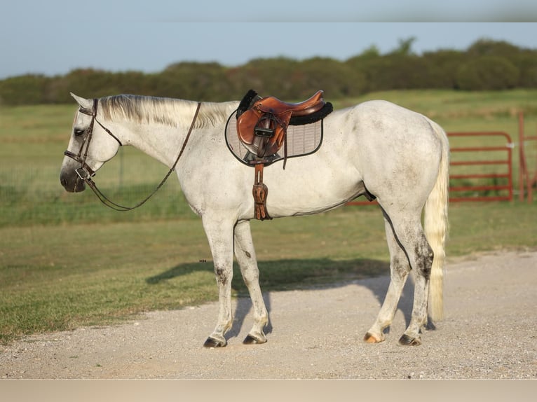 American Quarter Horse Gelding 9 years 16.2 hh Grey in Granbury TX