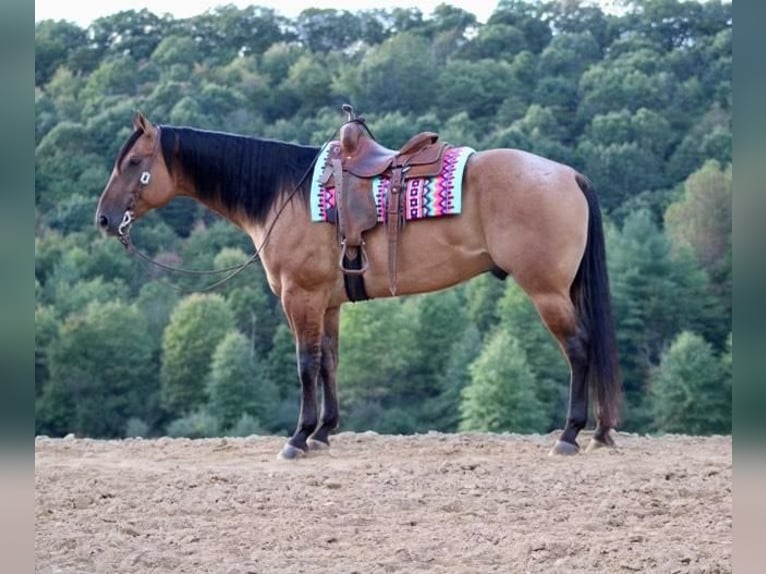 American Quarter Horse Gelding 9 years 16,3 hh in Liverpool, PA