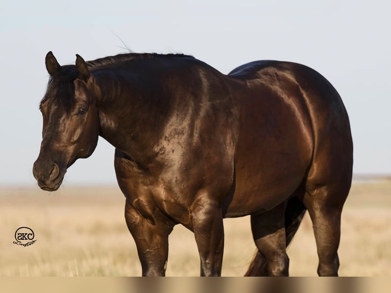 American Quarter Horse Gelding 9 years 16 hh Black in Canyon