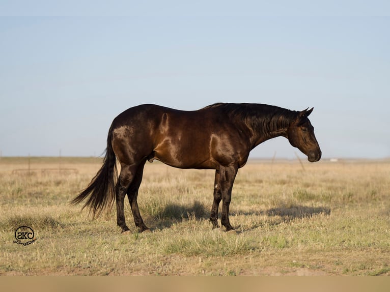 American Quarter Horse Gelding 9 years 16 hh Black in Canyon