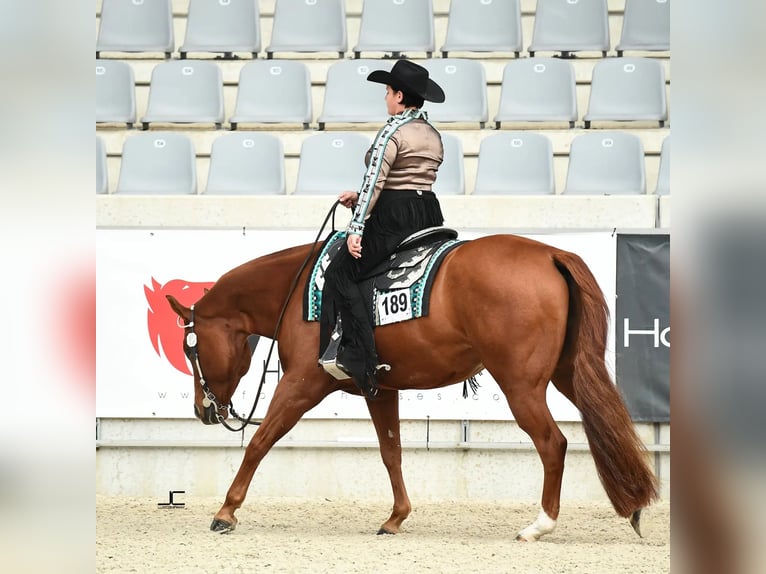 American Quarter Horse Gelding 9 years 16 hh Chestnut-Red in Burgebrach