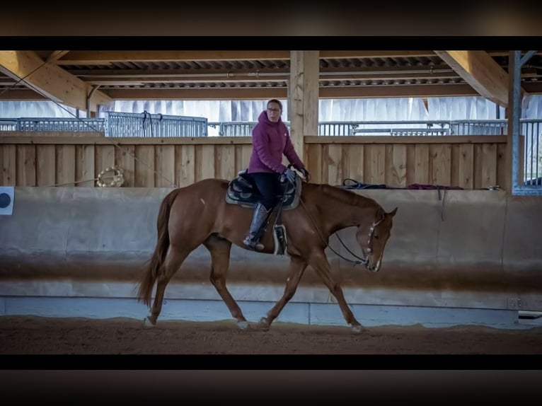 American Quarter Horse Gelding 9 years 16 hh Chestnut-Red in Grenzach-Wyhlen